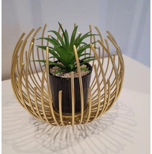cactus plant in metal