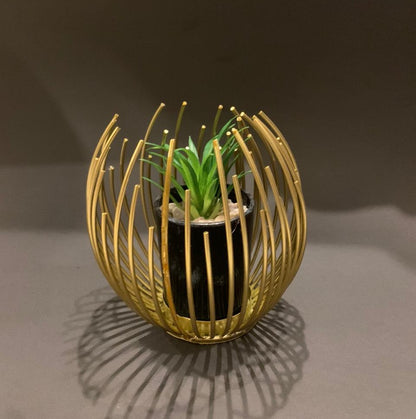 cactus plant in metal